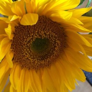 Meet your Posher, Maristela